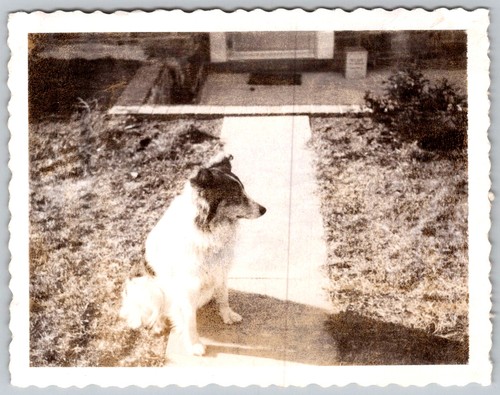 Vtg snapshot collie - b&w,